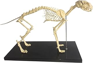 Canine Dog Skeleton Anatomical Model Animal Anatomical Model Dog Skeleton Anatomy for Veterinary Demonstration Tool Human Biology Teaching Toy