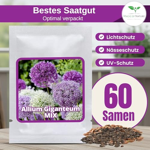 Magic of Nature: Riesen-Zierlauch Samen (60 Stk) – Allium giganteum Mix Violett & Weiß – Winterhartes Saatgut für den Garten
