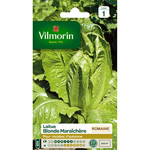Laitue Romaine Blonde Maraîchère