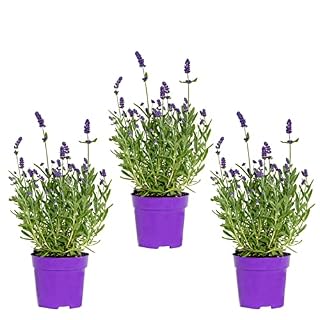 Bloomique - 3er-Set - Lavandula Angustifolia - Lavendelpflanze - Gartenpflanzen - Winterhart - Höhe