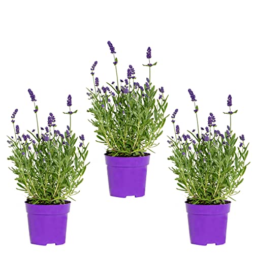 Bloomique - 3er-Set - Lavandula Angustifolia - Lavendelpflanze - Gartenpflanzen - Winterhart - Höhe 15-20 cm - Topf 10,5 cm