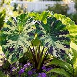 Se puede plantar sola como punto focal en el jardín o combinada con otras flores y plantas.