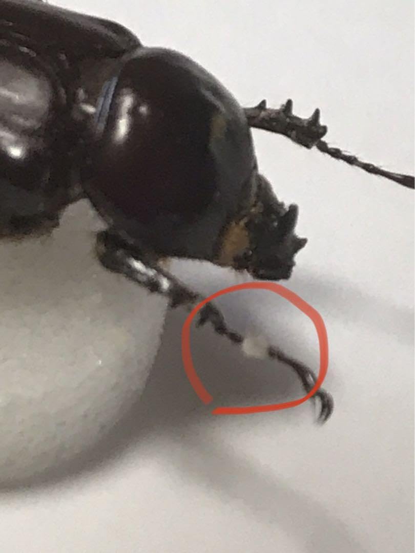 Amazon.co.jp: エクアドル産 激レア 小型カブトムシ 標本
