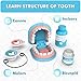 Dentist Play Set for Toddlers 3-5 - Doctor Kit Toy Gifts for 3 4 Year Old Girls, Pretend Play Montessori Toys Teeth and Dental Playset Medical Kits for Boys Kids 2-4 5 6 7 8