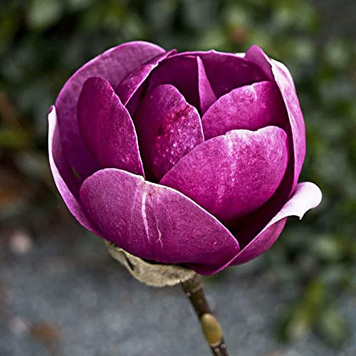 Yegaol Garden 10Pcs Magnolia Seeds Deep Purple Black Fragrant Non-Gmo Attract Birds & Butterflies Cut Flowers Fragrant Showy Flower Tree City Cottage Gardens Beds Borders Plant Flower Seeds #TOP1