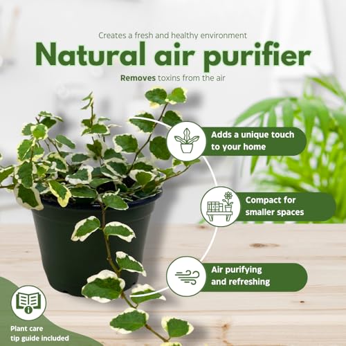 Creeping Fig, Ficus Pumila Variegata, Climbing Fig, Creeping Ficus in 4 inch Pot Creeping Fig, Ficus Pumila Variegata, Climbing Fig, Creeping Ficus in 4 inch Pot