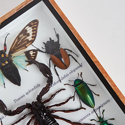 9 Real Mixs Very Rare Insect Taxidermy Set In Boxes Display For Collectibles #TOP5