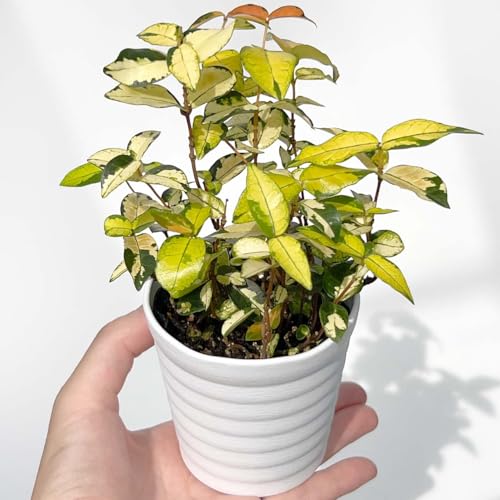 inakougeiiCiREQCj ϗtA   ~jϗt eCJJY  IESjVL a8cm { A   v[g Mtg O[CeA A Ă₷ (vX`bNiꌊj 󂯎Mt)