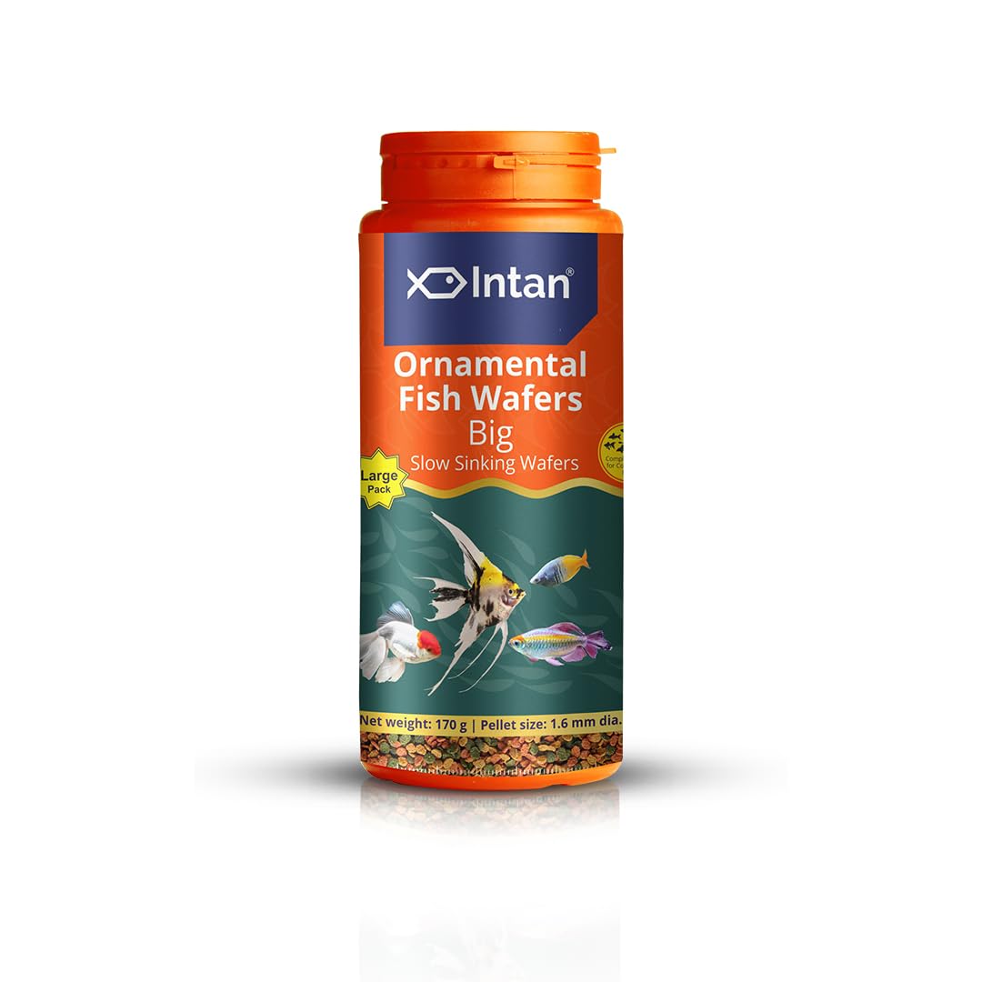 See full amazon price history chart for Growel Intan Ornamental Fish Wafers (Big 1.6mm Slow Sinking) | 170gm - Highly Nutritious Ornamental Fish Food for Angels, Gouramis, Goldfish, Barbs & Rainbows Growel Intan Ornamental Fish Wafers (Big 1.6mm Slow Sinking) | 170gm - Highly Nutritious Ornamental Fish Food for Angels, Gouramis, Goldfish, Barbs & Rainbows (B0CV5GXSVJ) Amazon Price History, Amazon Price Tracker