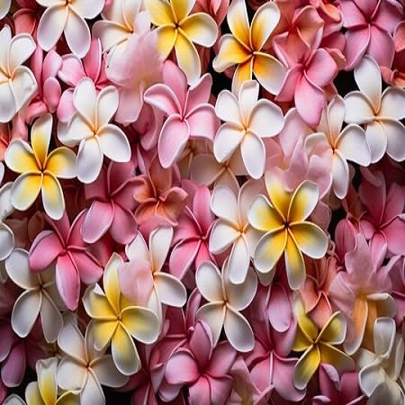 100 piezas de semillas de flores de Plumeria mezcladas