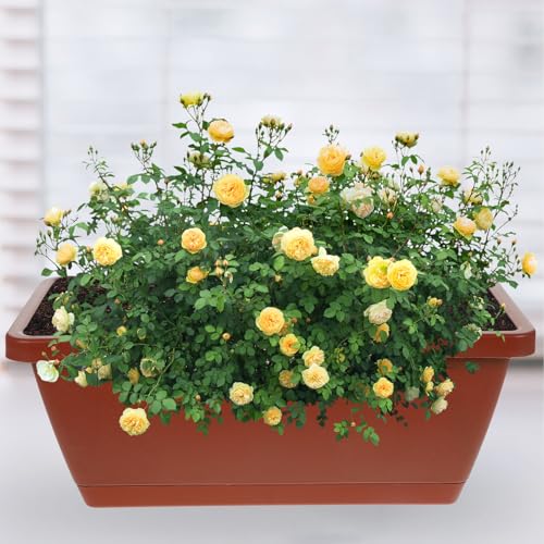 Pots de fleurs rectangulaires plastique solide Veemoon avec soucoupes intégrées - 5