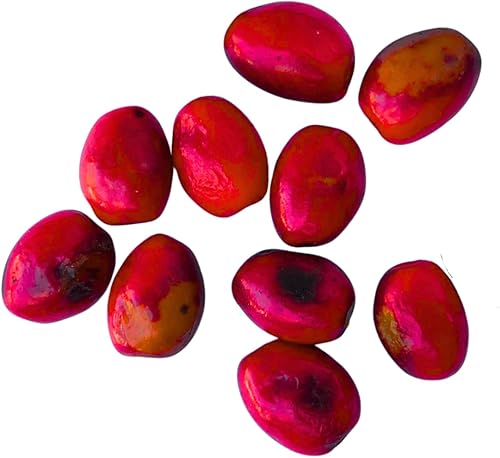 Bayas de especias frescas (Lindera Benzoin) 10 bayas - Benjamin Bush, Spicebush común, Spice arush, Carencro Bush