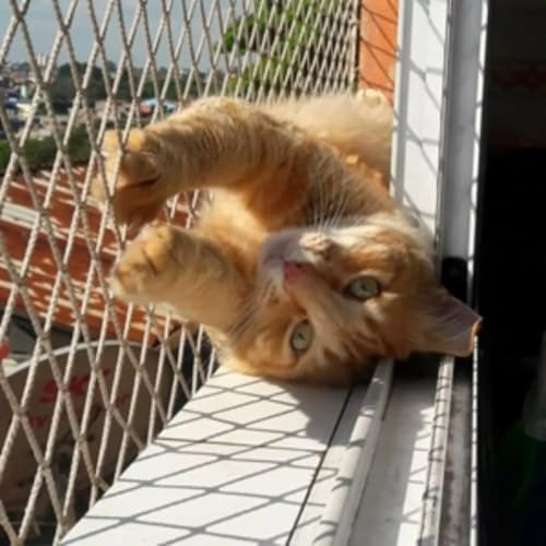 Kit 1.00x2.00 De Tela E Redes De Proteção Malha 3x3 Para Gatos Pa...