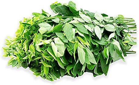 Miniatura 3 de Rau Bo Ngot Katuk Sweet Leáf Sauropus Androgynus Star Goßseberry (15 S.eeds)