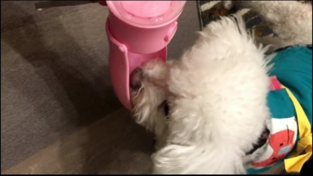 MGLIMZ Dog Water Bottle, Foldable Pet Portable Water Dispenser with Drinking Feeder, Leak proof Water Bottle for Dogs… - Image 8