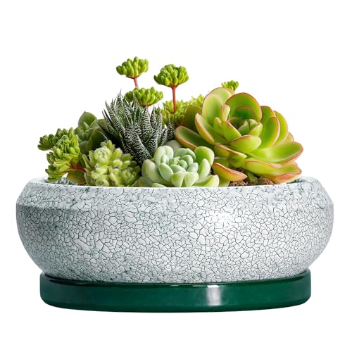 EPFamily Succulent Pots - 6 Inch Ceramic Pots for Succulent Indoor Outdoor, Small Plant Pot with Drainage Hole and Saucer, Bonsai Pot, Modern Round Planter, Window Decor, Housewarming Gifts, Green