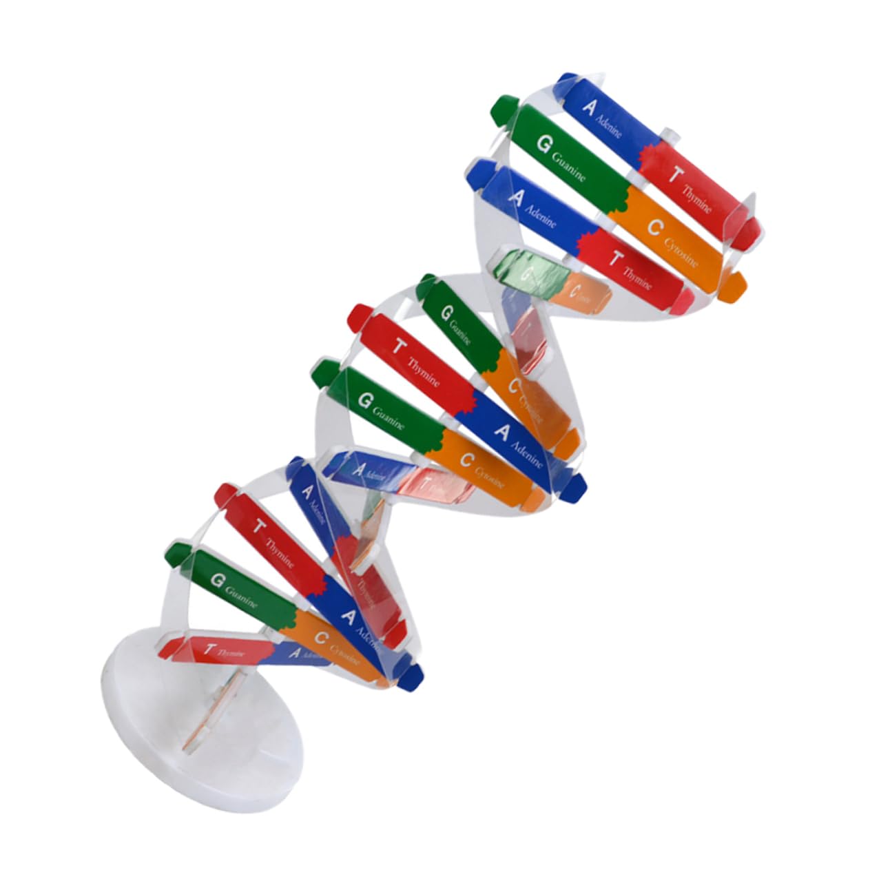Toyvian 1 Set Dna Double Helix Classroom Teaching Structure of Dna Double Model Dna Molecular Model Mannequins Kids Playset Human Body Model for Kids Science Teaching Dna Model