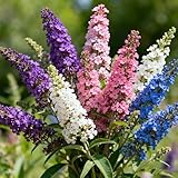 300+ Butterfly Bush Seeds for Planting, Mixed Color Buddleja Flower Seeds, Perennial Heirloom Non-GMO Buddleja Flower Seed for Outdoor Garden Home