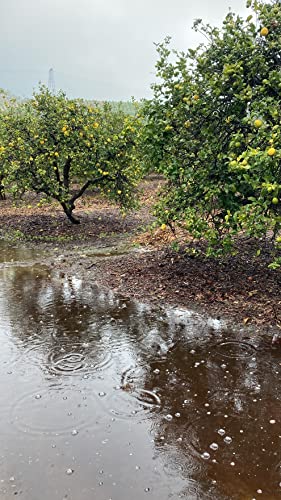 Fresh Organic Lemons from California - Just-Harvested Non-GMO Unsprayed Unwaxed Uncoated Veganic Chemical-Free - 5lbs - Thumbnail 7