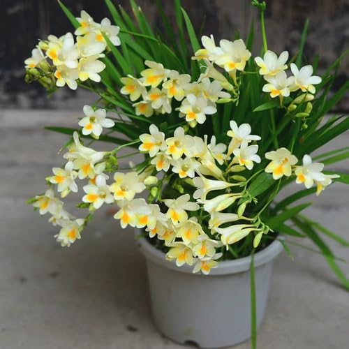 15 piezas bulbos de flores de fresia bulbos resistentes - planta de balcón plantas trepadoras resistentes, decoración floral plantas herbarias balcón con cama elevada plantas de interior