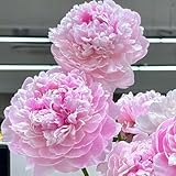 peonia at home booking Embellecer tu casa aumentando la humedad de la habitación, purificar el aire, inspirar tu espíritu y aliviar la sequedad.