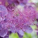 Roter Perückenstrauch 'Royal Purple' - Cotinus coggygria 3 L Topf gewachsen, lila bis rotfarbender Gartenstrauch