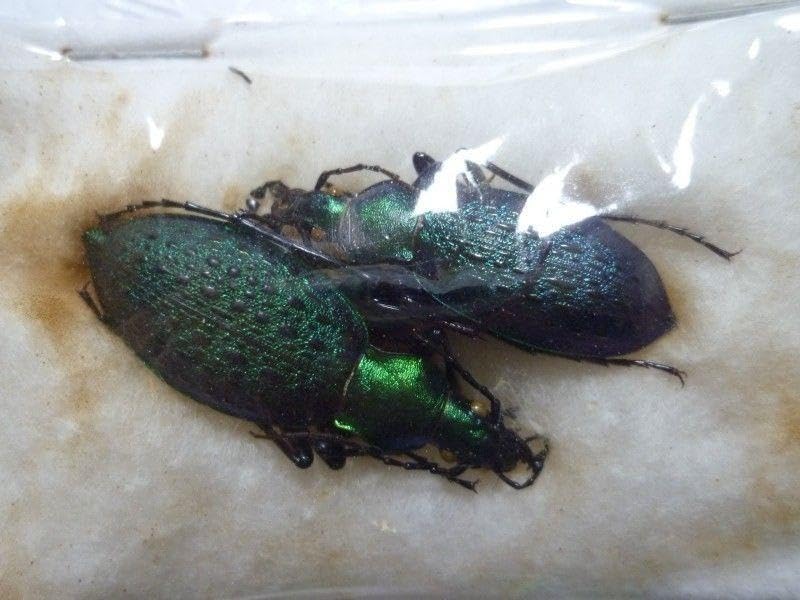 パプア産サンボンヅノカブト 70mm <0406z昆虫標本> 2022年WILDからの