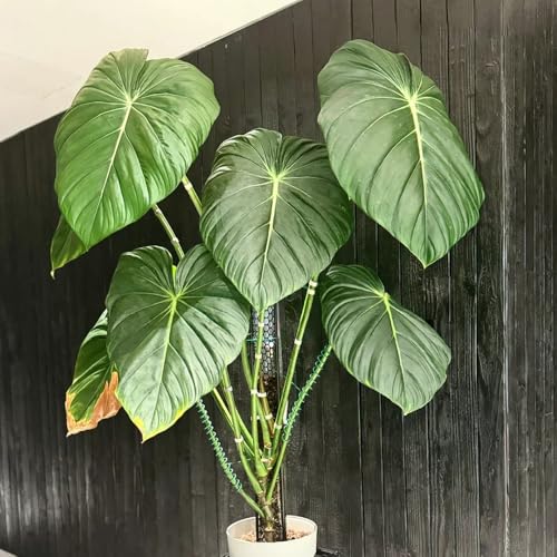 semillas de plantas de filodendro, Planta de interior, plantas trepadoras con flores, resistente. Plantas de balcón, perenne resistente, planta trepadora. Árbol bonsái, plantas que 50pcs