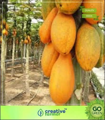 Pinkdose Fruit Seeds PrimPinkdoses Carica Papaya"Red Royale" Hybrid Dwarf Papaya Fruit Seed 7 Months Fruiting Fruit Seeds for Roof Garden Seed