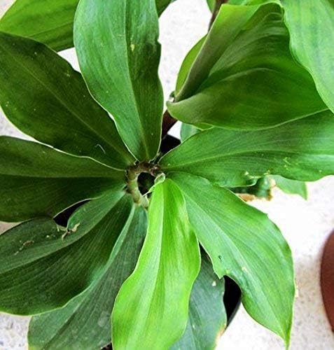 Lingam Insulin Plant (Costus Igneus) Without Pot