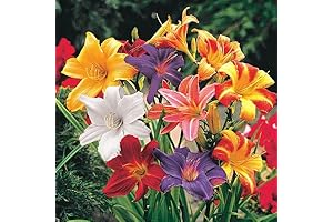 Mixed Color Daylily Bulbs for Spring Planting 2024