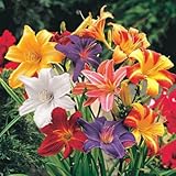 Mixed Color Daylily Roots for Planting - Grow Beautiful Perennial Daylilys (10 Daylily Plants)