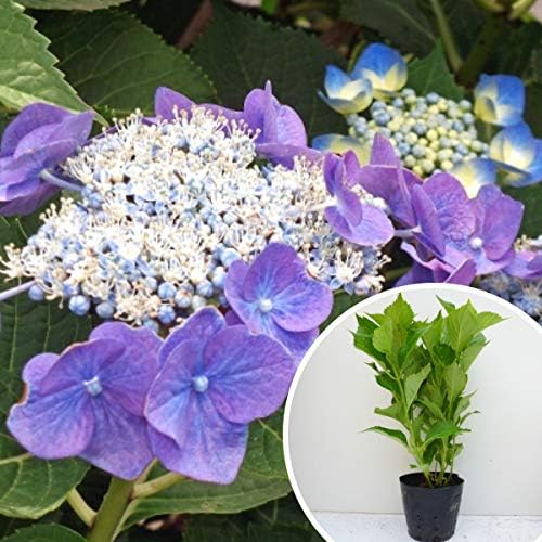 Amazon 苗 苗木 ガクアジサイ 樹高0 3m前後 15cmポット 額紫陽花 がくあじさい 額あじさい 苗木 植木 苗 庭木 生け垣 1本 1 植木 Amazon 苗 苗木 ガクアジサイ 樹高0 3m前後 15cmポット 額紫陽花 がくあじさい 額あじさい 苗木 植木 苗 庭木 生け垣 1本 1 植木