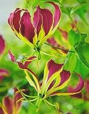 Gloriosa Carsonii Ruhmeskrone 1 Rhizome Blumenzwiebeln Flammenlilie