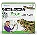 Learning Resources Giant Magnetic Frog Life Cycle, 9 Write and Wipe Pieces, Classroom Accessories, Teaching Aids, Ages 5+