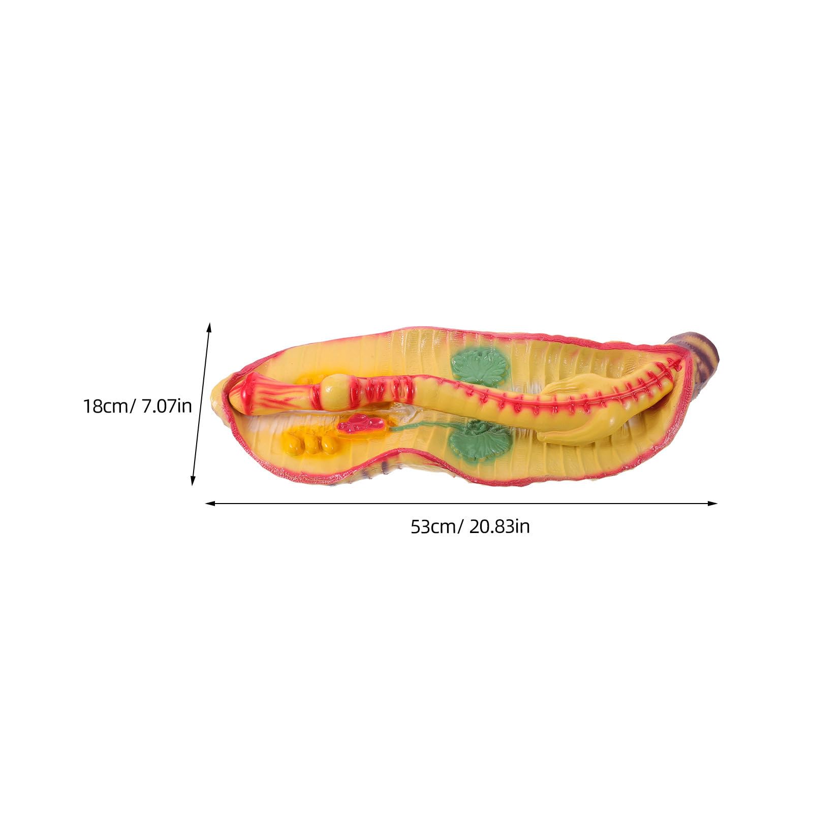 ULTECHNOVO Modèle Anatomique Agrandi Support Pédagogique Complet de Terre en Plastique pour Dissection pour Cours de Sciences en Classe