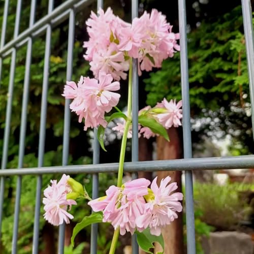200 pz Semi di saponaria - Saponaria officinalis - Regali per vasi per piante per gli amanti del giardino piccoli regali regalo per il giardino delle erbe semi di prato fiorito fiori