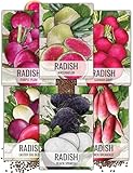 Seed Needs Multicolor Radish Seed Packet Collection (6 Individual Packets) Non-GMO Seeds