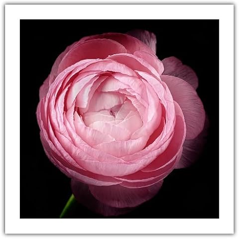 ArtWall Cora Niele 'Pink III' Unwrapped Flat Canvas Artwork Cover