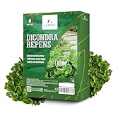 LERAVA® Dichondra repens semillas [No es necesario cortar] - 100m² - Resistencia a la sequía - Semillas cesped de dichondra ideales para zonas sombreadas y soleadas - Semillas de cesped - 1kg