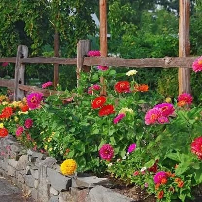 Image of Dahlia Flower Seeds for Planting - Vibrant Mixed Color Blooms, Easy to Grow Garden & Pot Flowers (Pack of 50 + Seed)