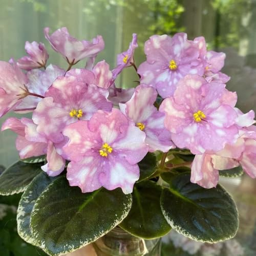 Semi di violetta africana - Resistente interno balcone, tappezzanti perenni esterno 1000pcs