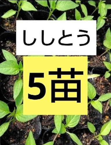 シシトウ 獅子唐辛子 シシトウ 甘とう ししとう 苗 抜き苗5本 シシトウ 獅子唐辛子 シシトウ 甘とう ししとう 苗 抜き苗5本