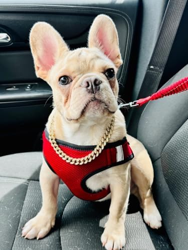 Diamond Cuban Link Dog Collar - 22 inch Gold Metal Necklace
