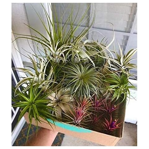 6 Air Plants Mixed Tillandsia - Strong Plants - Indoor House Airplants - House Purifying Cover