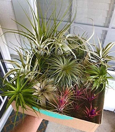 6 Air Plants Mixed Tillandsia - Strong Plants - Indoor House Airplants - House Purifying