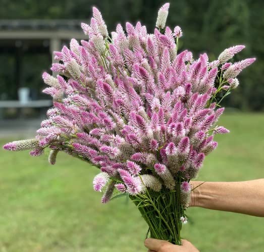 Flamingo Feather Flower Seeds for Planting (100 Seeds) - Easy to Grow Celosia Flowers, Wheatstraw