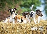 Welpen Premium Kalender 2023 DIN A4 Wandkalender Natur Tiere Hund Welpe Hundekalender Hunderasse Haustier