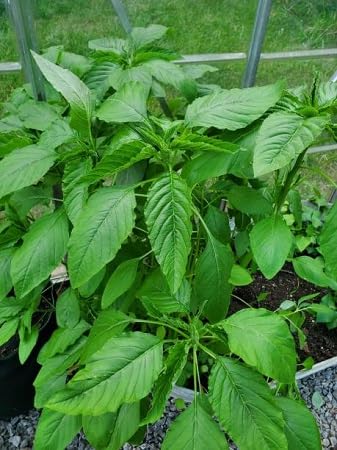 100pcs Green callaloo Plant Seeds - Image 2