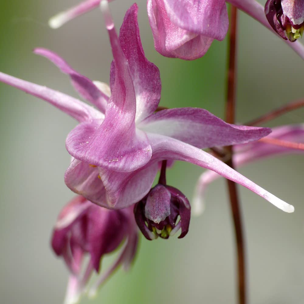 Epimedium Lilafee Garden Plant Hardy Perennial Flowering Garden Plants Easy to Grow 1 x 9cm Pot by Thompson & Morgan